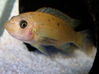 Labeotropheus trewavasae