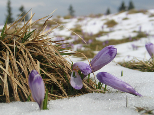 krokusy w chocholowskiej