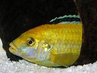 Labidochromis caeruleus