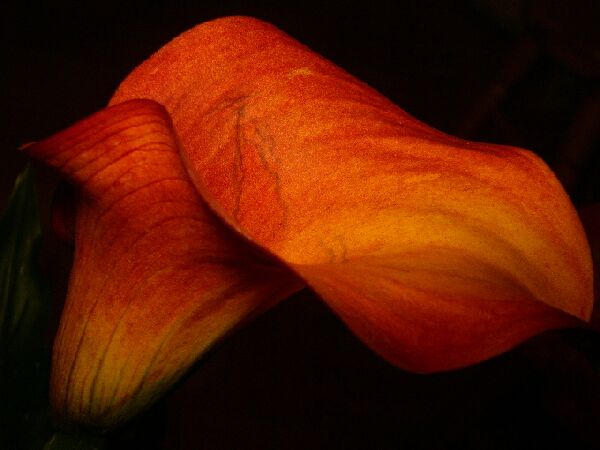 Calla