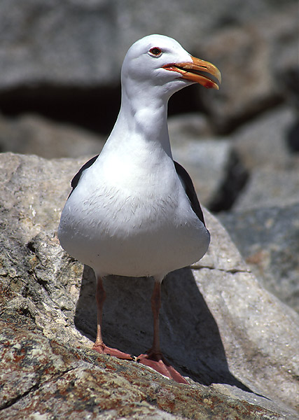 Larus californicus