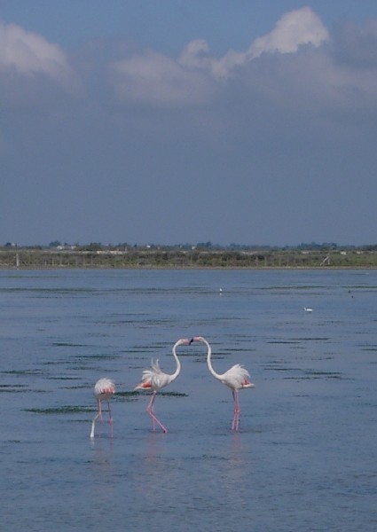 camargue