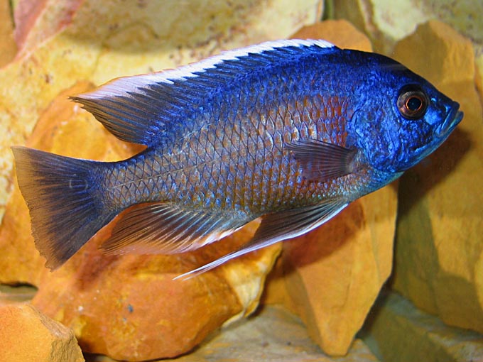 Copadochromis borleyi