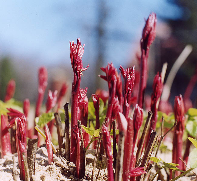 młodziutkie peonie