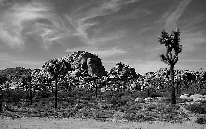 Joshua Tree