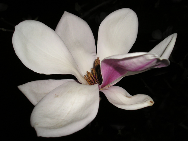 Kwiat Magnolii