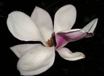 Kwiat Magnolii