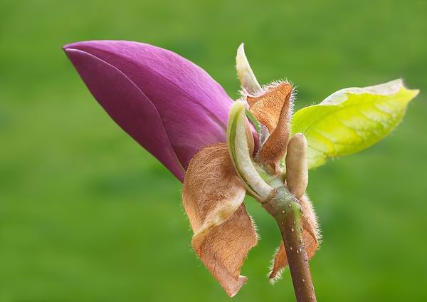 Magnolia