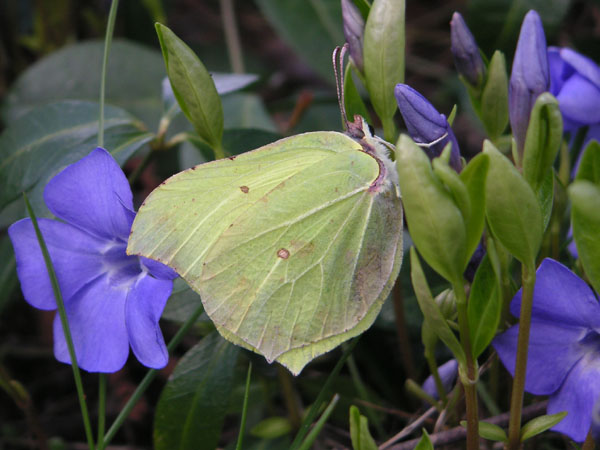 motyl