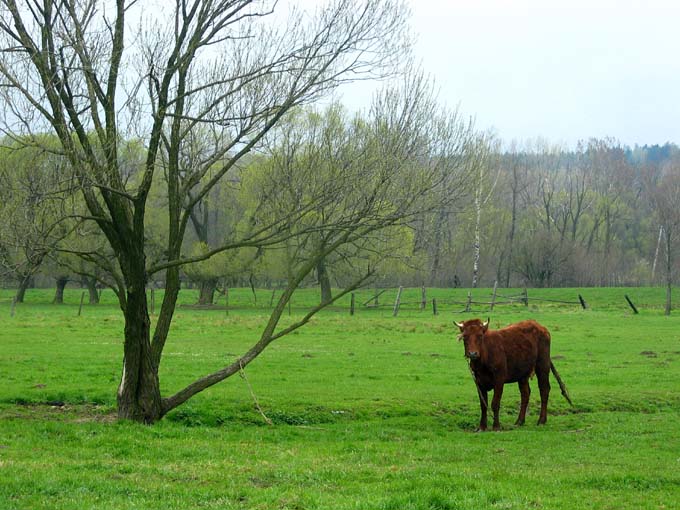 Żywa natura z zielenią w tle