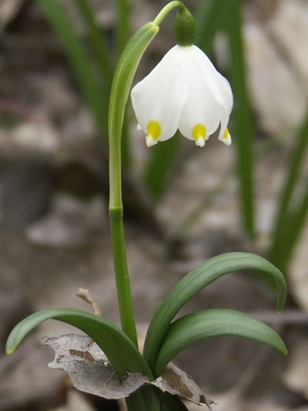 SKRĘPOWANA ŚNIEŻYCA