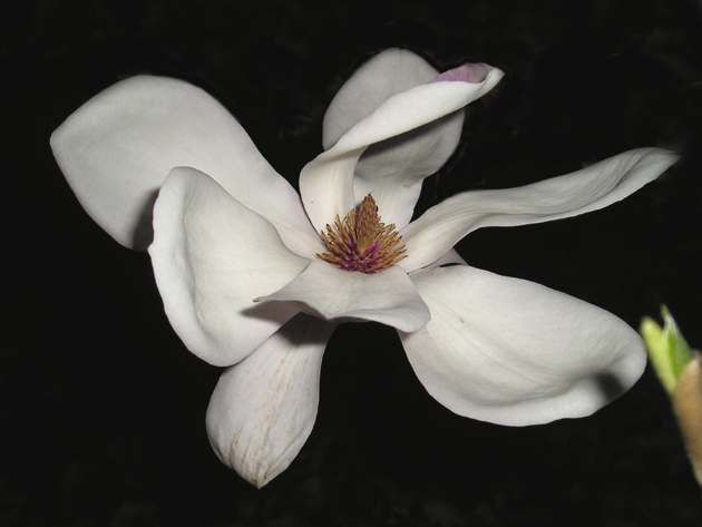 Kwiat Magnolii #2