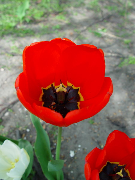 Tulipan