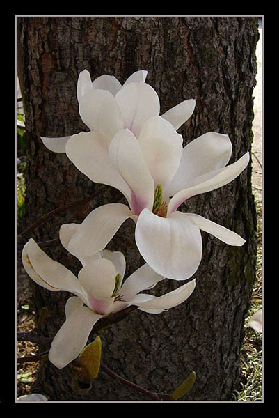 magnolia