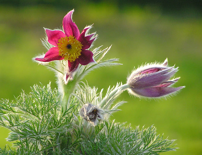 Sasanka (Pulsatilla)