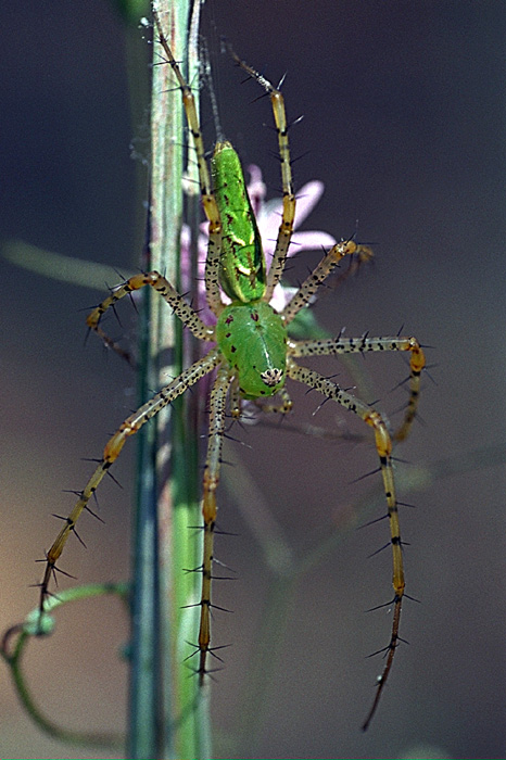 czatownik