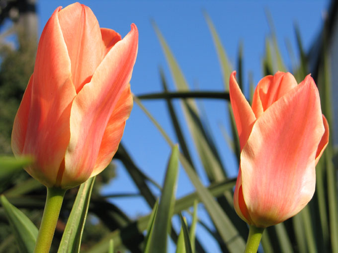 tulipany