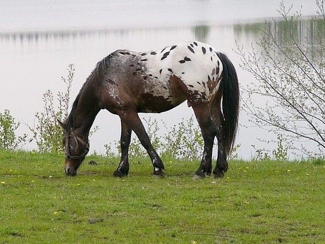 Konik nad wodą