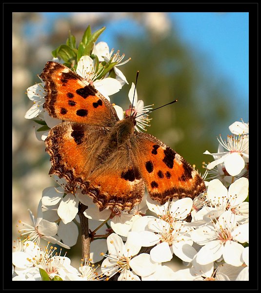 Motyl_II