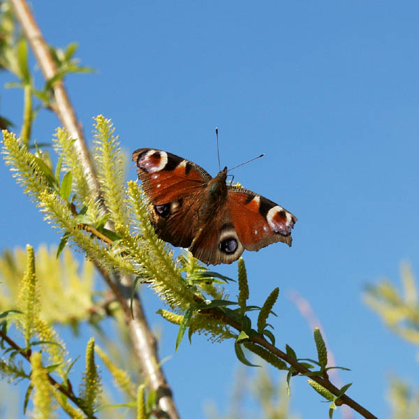 motyl