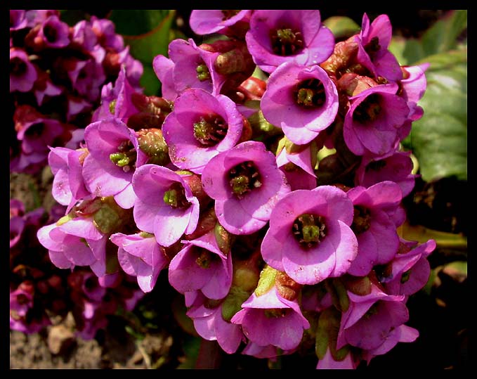 Bergenia