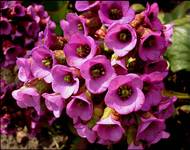 Bergenia