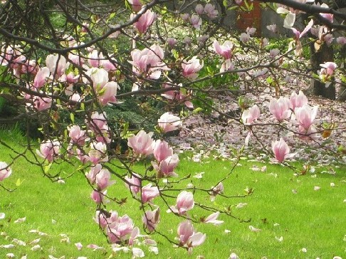 magnolia