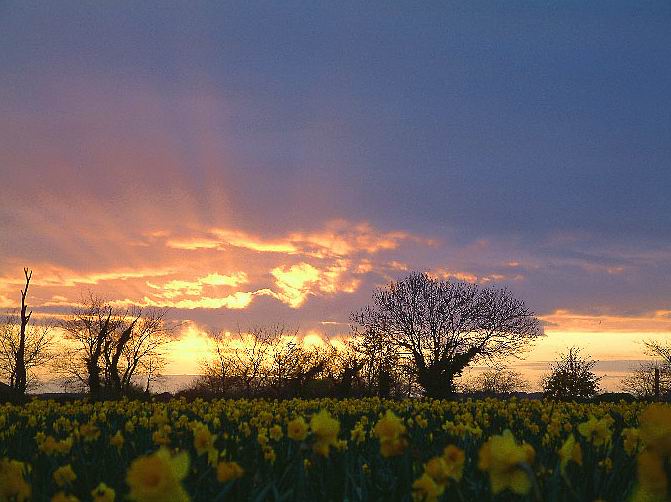 Daffodils