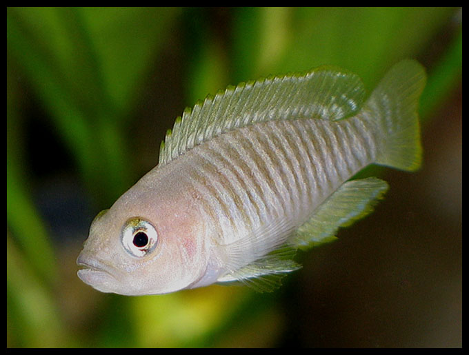 Neolamprologus multifasciatus