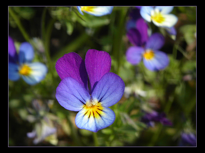 Brotherhood of flowers