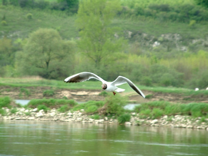 mewa śmieszka