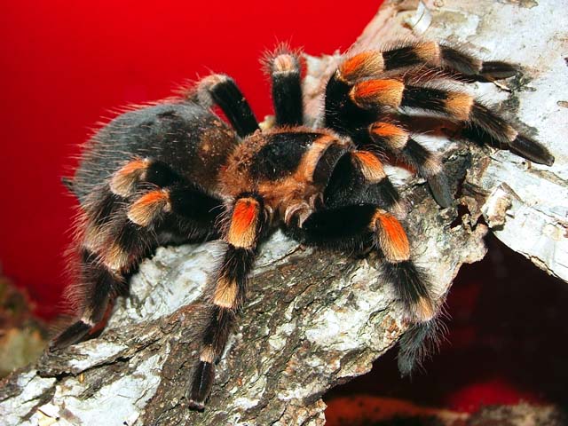 Tarantula