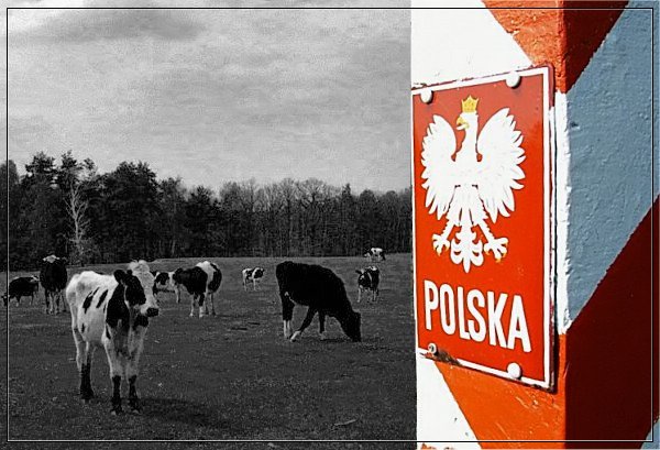 Teraz Polska