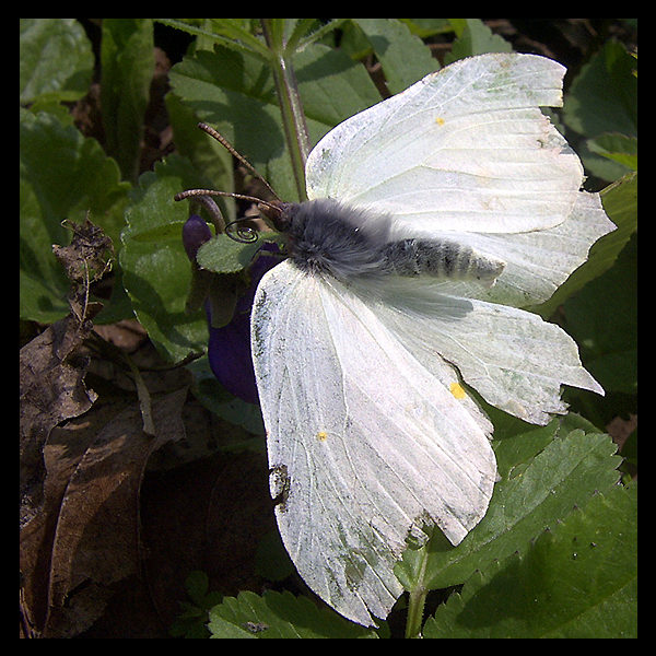 white butterfly