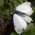 white butterfly