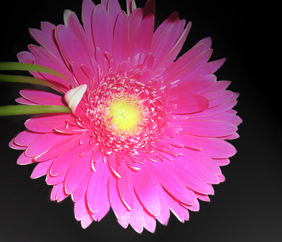 gerbera