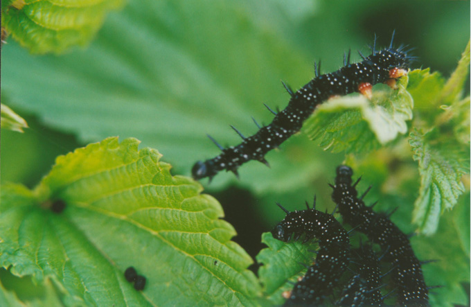 Gasienica Motyla (RUSALKI)