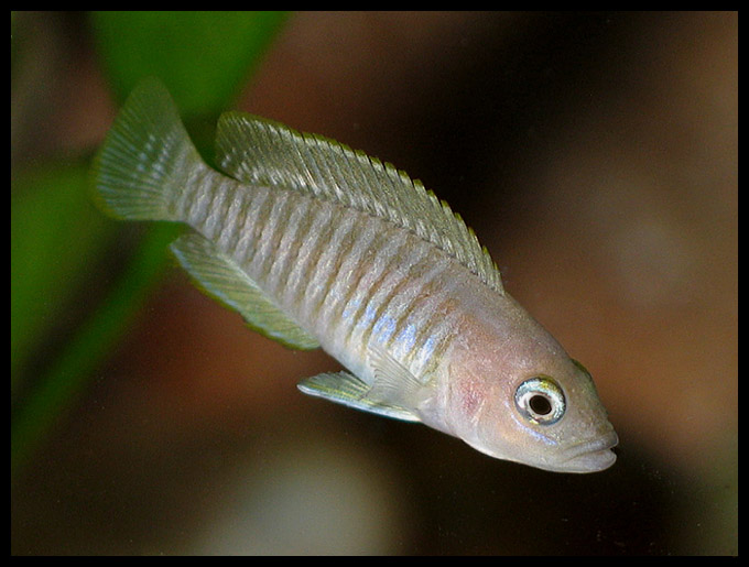 Neolamprologus multifasciatus