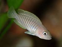 Neolamprologus multifasciatus