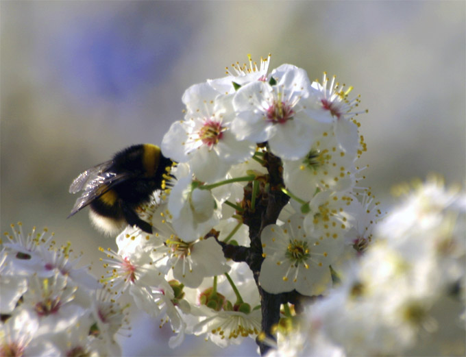 Bombus bombus