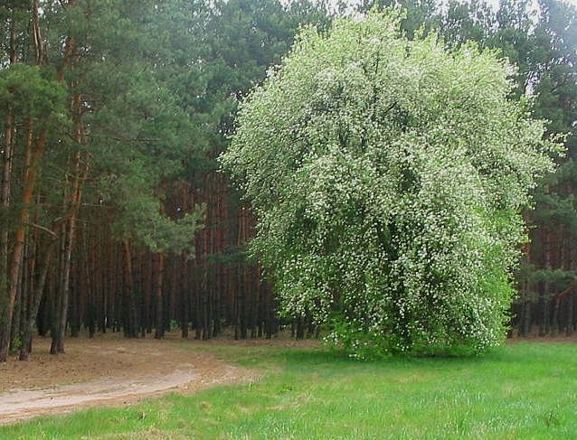 na zielonej trawie białe drzewo stoi