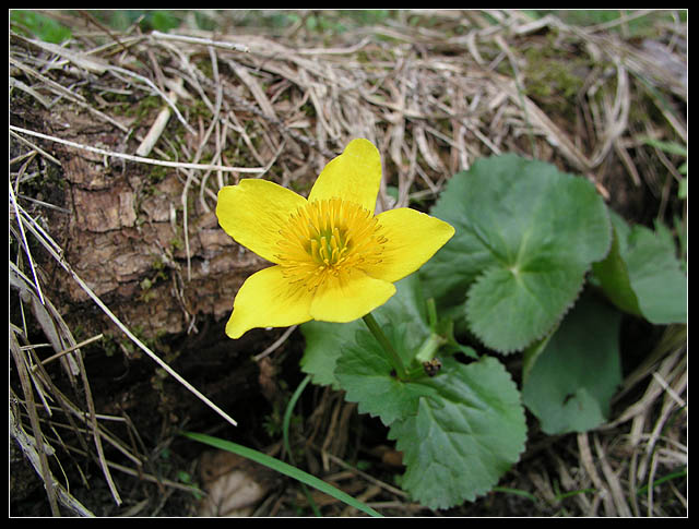 La Primavera