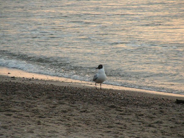 Mewa na plaży