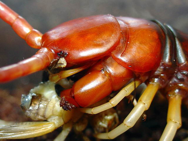 Scolopendra gigantea