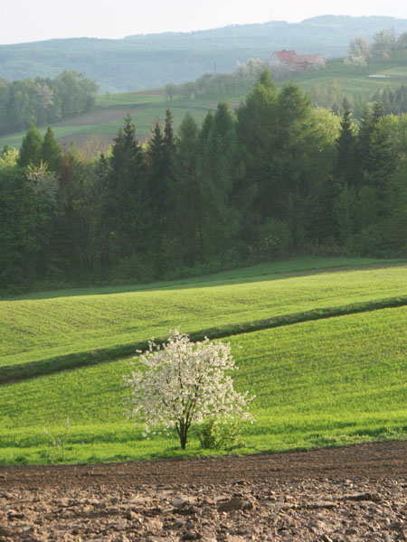 wiosna na Podkarpaciu