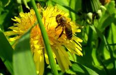 [D] Die Bienen auf den Löwenzahn.... [PL] Pszczoła na  mleczu....