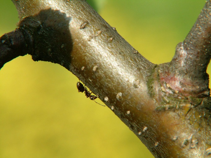 Ant on the apple tree....