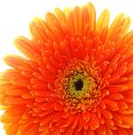 Gerbera