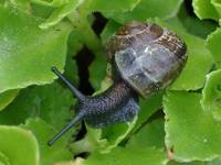 Negro Snail