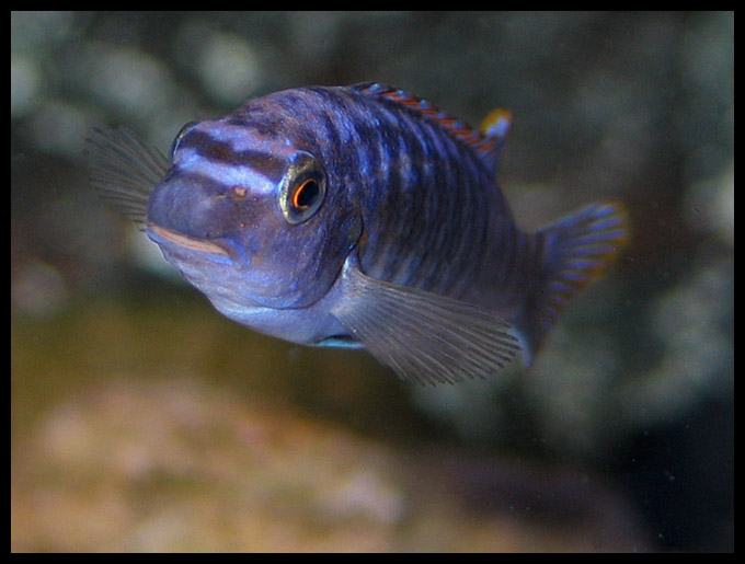 Labeotropheus trewavasae